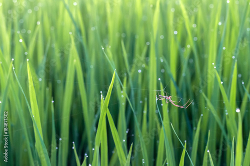 Spider on green leaf of rice plant and dew on leaf in evening.