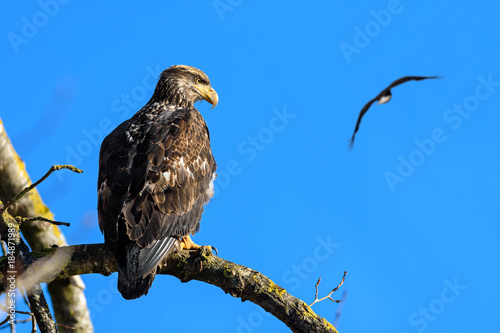 Bald Eagle (Haliaeetus leucocephalus) in British Columbia, Canada