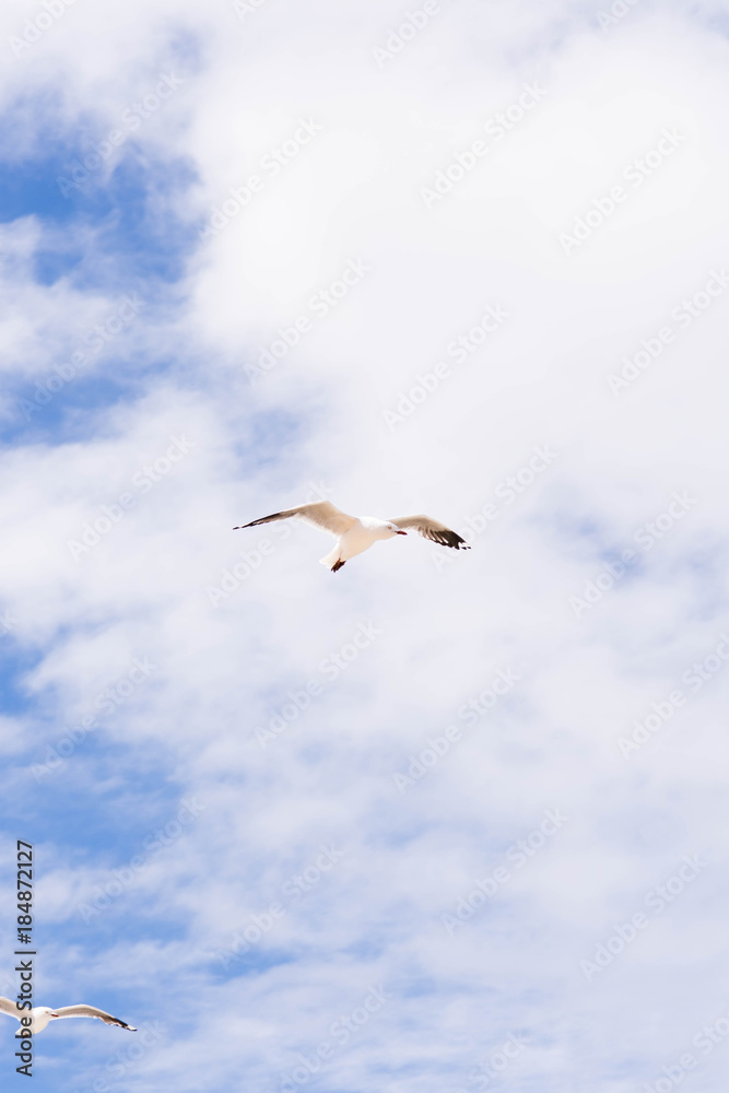Fototapeta premium seagull soaring high up in the sky