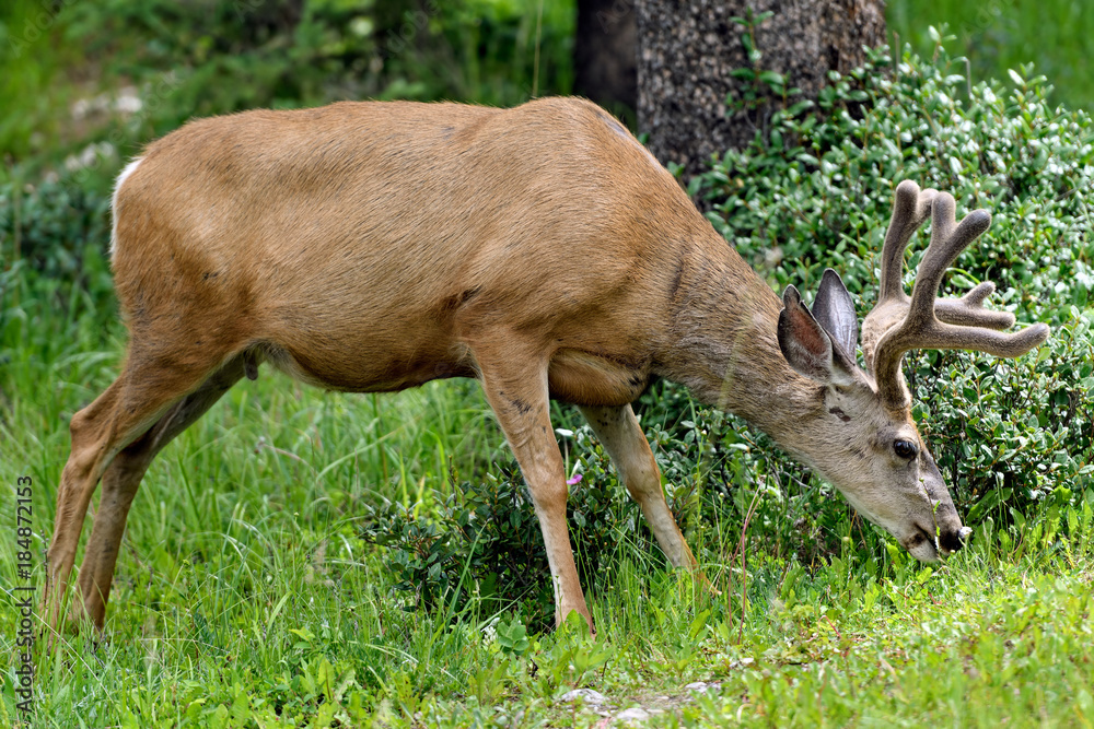 Wild Elk or Wapiti (Cervus canadensis) in Banff National Park, Alberta, Canada