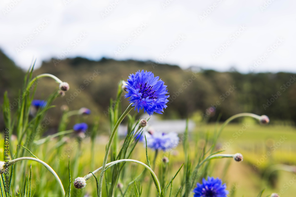 Obraz premium violet flower in the field