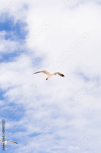 seagull soaring high up in the sky
