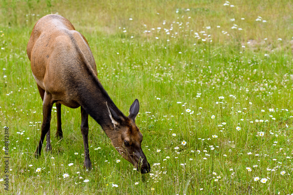 Wild Elk or Wapiti (Cervus canadensis) in Banff National Park, Alberta, Canada Wild Elk or Wapiti (Cervus canadensis) in Banff National Park, Alberta, Canada