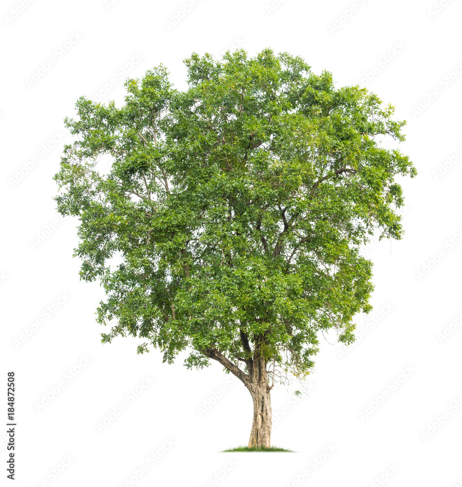 Fototapeta premium Tree isolated on white background high resolution for graphic decoration, suitable for both web and print media