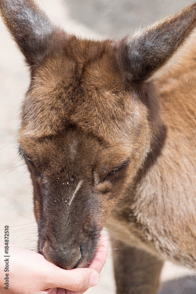 a hand that feeds the kangaroo a hand that feeds the kangaroo