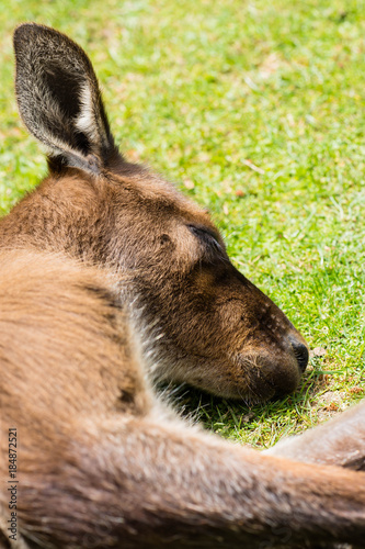 a sleeping kangaroo