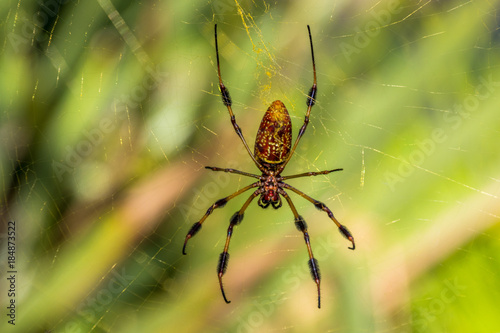 Big spider on his web, green bokeh background 