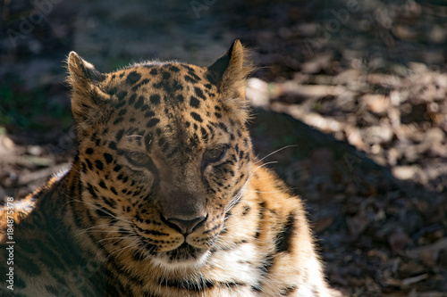 Leopard Napping