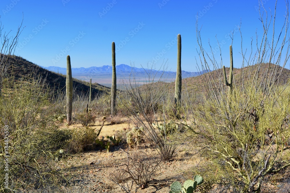 Obraz premium Wasson Peak Trail Tucson Mountains Arizona