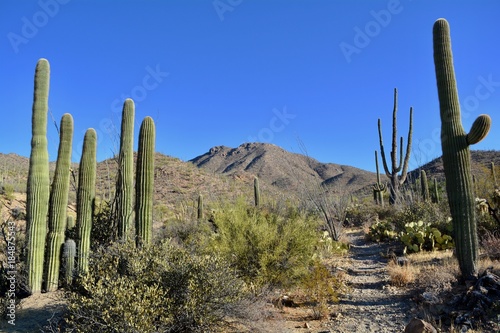 Wasson Peak Trail Tucson Mountains Arizona