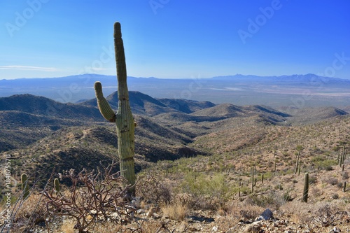 Saguaro on Wasson Peak Trail Tucson Mountains Arizona