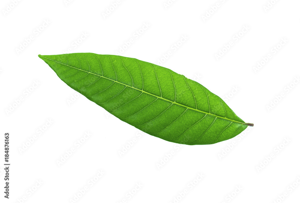 Fototapeta premium Green leaves isolated on white background