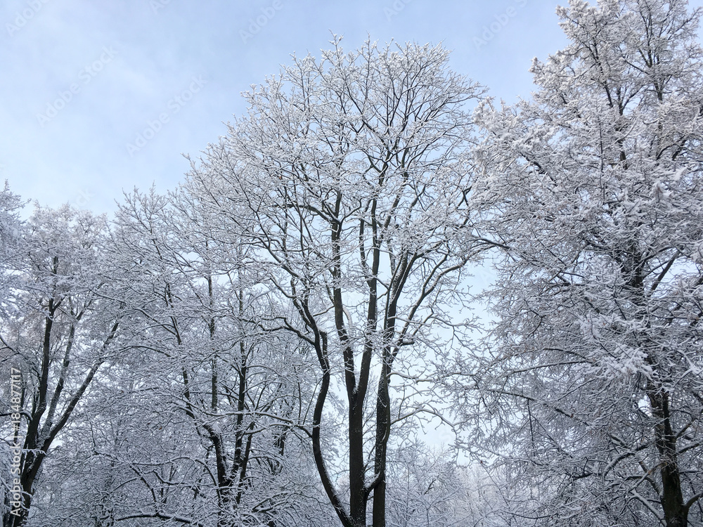 crowns of trees covered by snow against blue sky. winter landscape. crowns of trees covered by snow against blue sky. winter landscape.