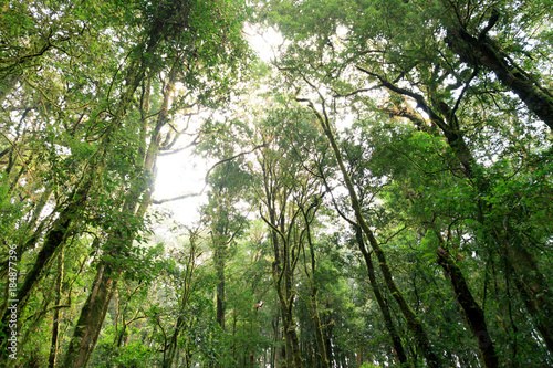 Looking up the trunk of a giant rainforest tree. Tropical jungles of Southeast Asia. Subtropical forest landscape in Thailand. Doi inthanon national park, Thailand. Selective Focus.