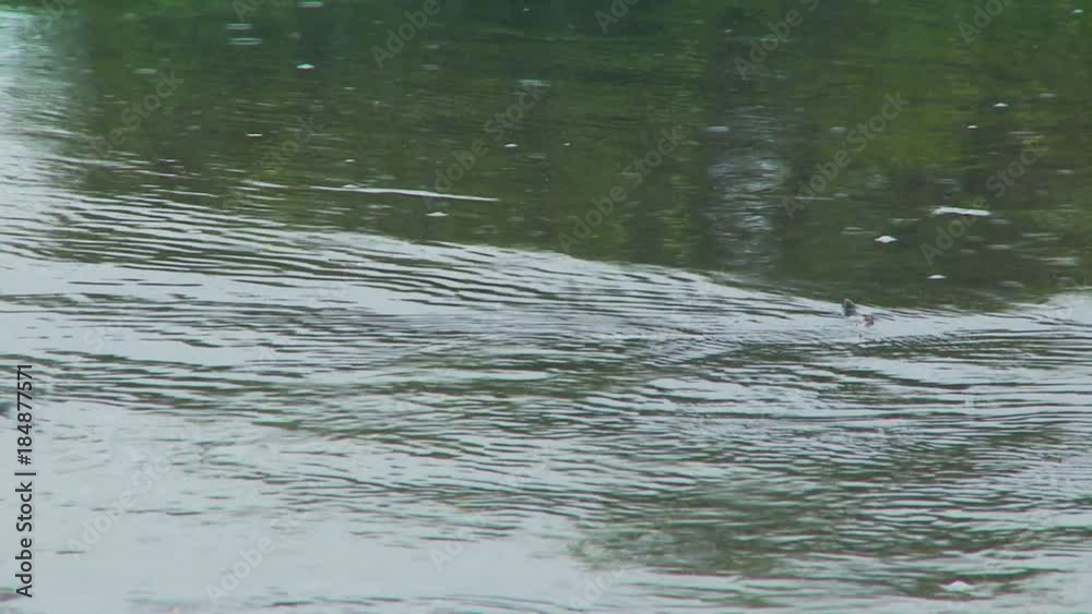light sprinkle falling on flowing rainwater light sprinkle falling on flowing rainwater