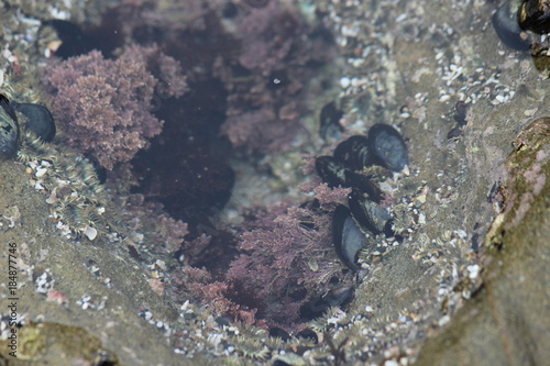 Tide Pool