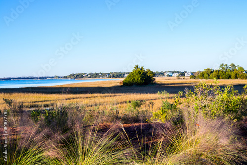 Charleston's swampy basin photo