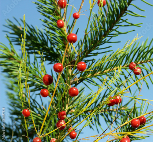 festive screen saver with red berries and spruce