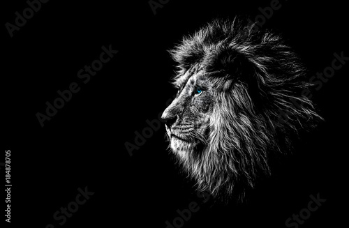 Foto Löwe in Schwarz und Weiß mit blauen Augen