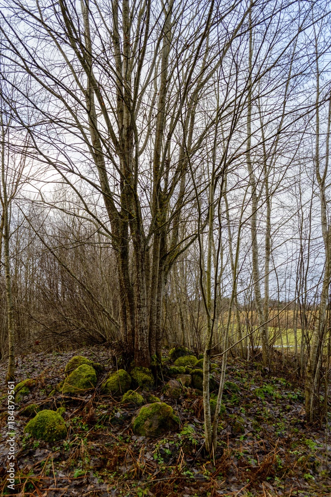 tree trunk textures in natural environment tree trunk textures in natural environment