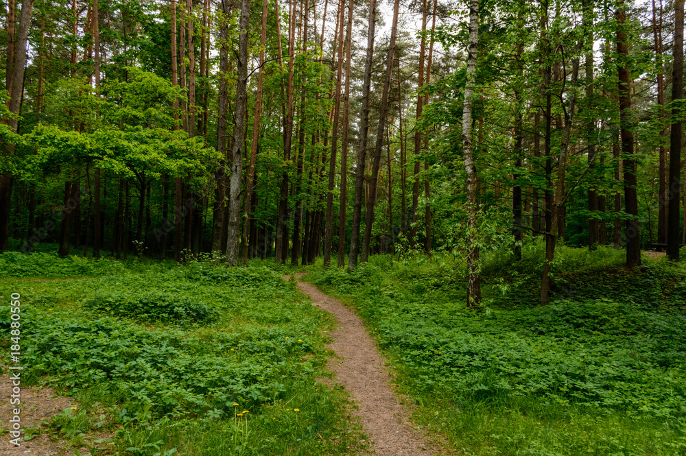 Obraz premium tree trunk textures in natural environment