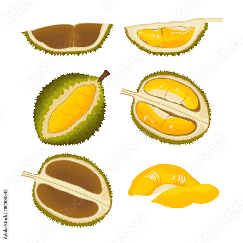 Set of Durian Asian Tropical Fruit Isolated Vector and Icon