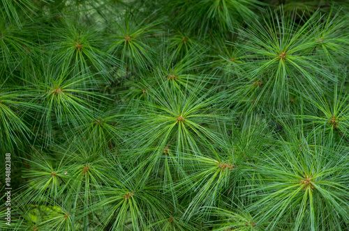 Bright Green Pine Needles © World Travel Photos