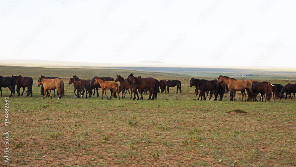 Fototapeta premium haras
