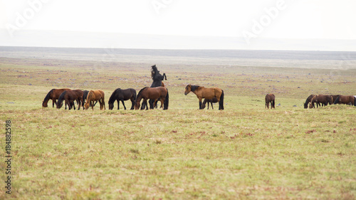 Horses are grazed on a meadow © photobee