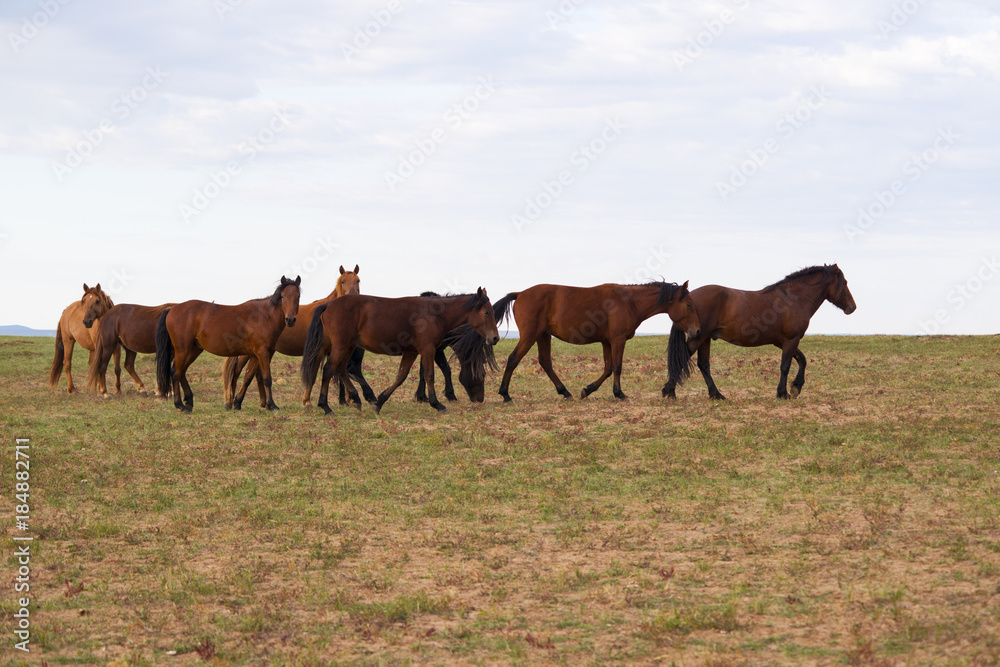 Obraz premium haras