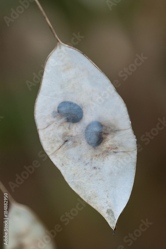 unusual seeds of dry autumn plant Lunaria
