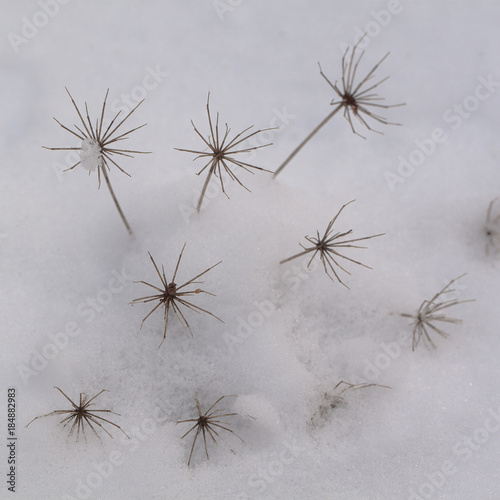 dry plant in snow