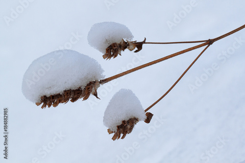 dry plant in snow