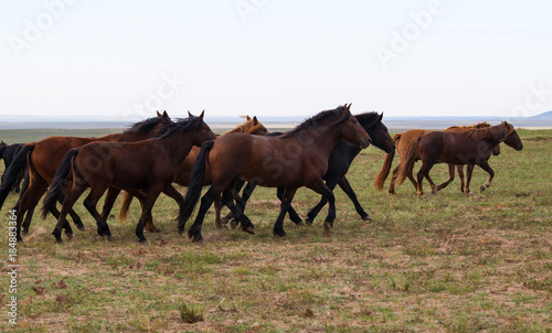 herd of young horses run