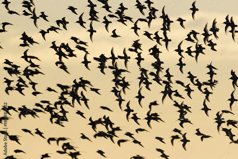 ハマシギ群飛(dunlin) ハマシギ群飛(dunlin)