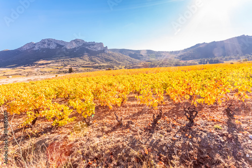 vignes des Côtes Catalanes sous le soleil des Pyrénées-Orientales © Unclesam