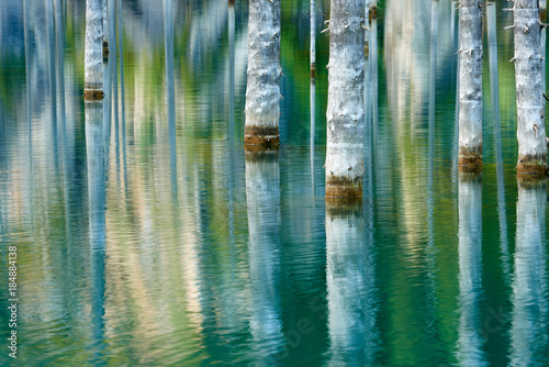 Reflection of trees on a green  background of lake. Lake Kaindy  meaning the  birch tree lake    is a 400-meter-long lake in Kazakhstan that reaches depths near 30 meters in some areas. 