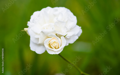 roses white celebration