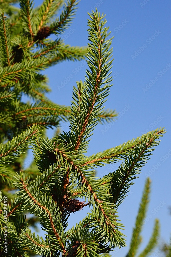 Tips of branches of coniferous tree white spruce Picea Glauca during fall season, blue sky background Tips of branches of coniferous tree white spruce Picea Glauca during fall season, blue sky background