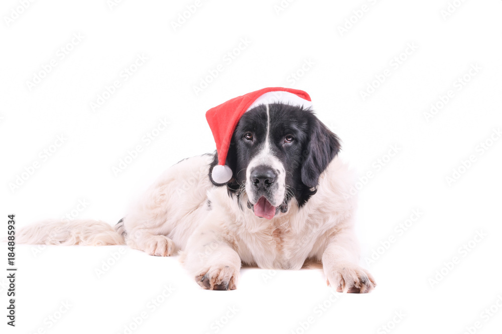 landseer dog christmas santa white puppy xmas