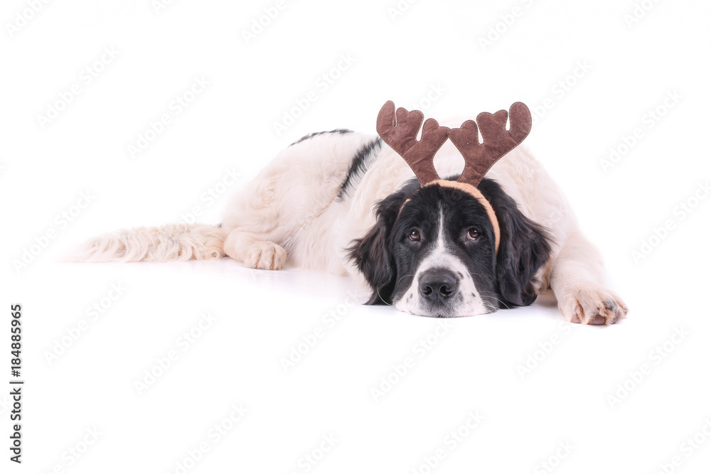 landseer dog christmas santa white puppy xmas landseer dog christmas santa white puppy xmas