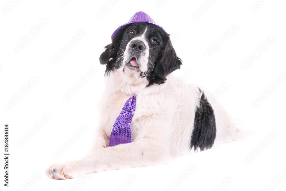landseer dog christmas santa white puppy xmas landseer dog christmas santa white puppy xmas