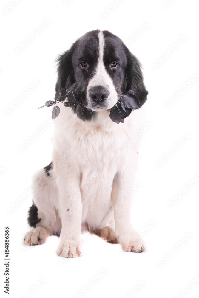 landseer dog christmas santa white puppy xmas landseer dog christmas santa white puppy xmas