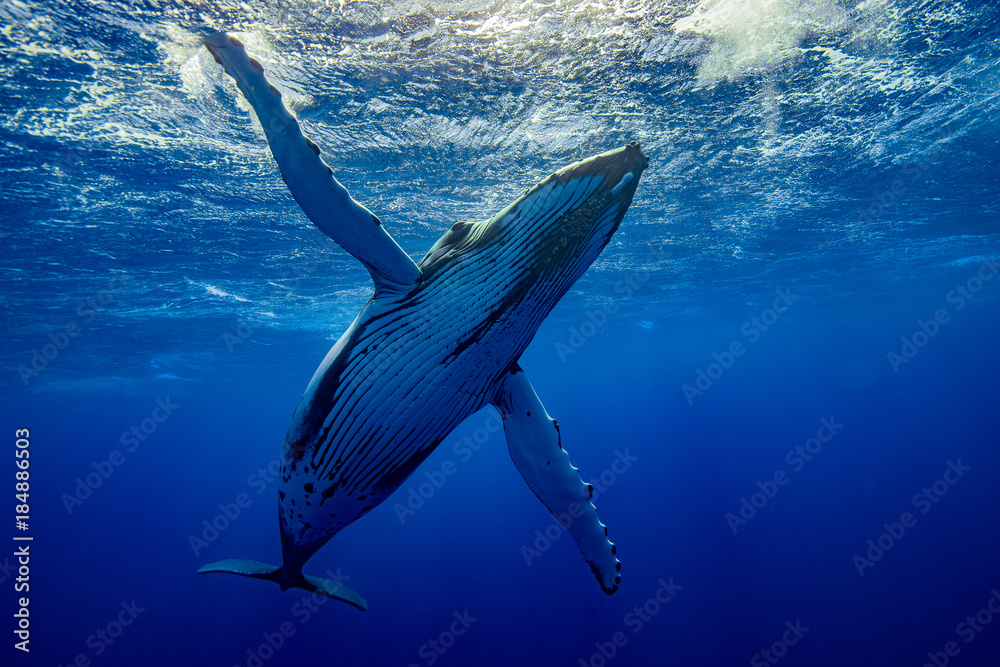 Fototapeta wieloryb z otwartą klatką piersiową