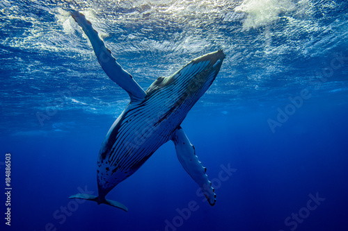 baleine qui téacceuil à pectorales ouvertes photo