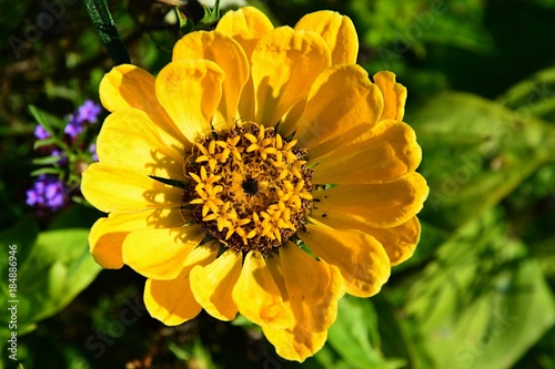 Yellow annual flower of Astraceae family in full blossom during autumn season in garden