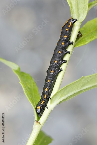 The large dark shark moth, Cucullia lucifuga photo