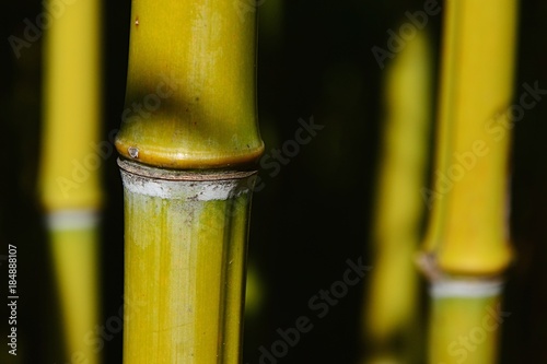 Several bamboo stalks of yellow colour during autumn season on dark background