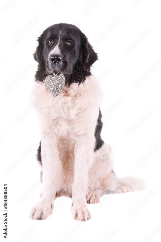 landseer dog isolated in front on white background