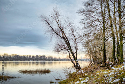 Wallpaper Mural View of  willow trees and poplars close to the Dnieper River in Kiev during a cold and clear winter afternoon Torontodigital.ca